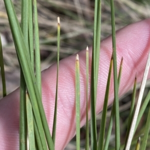 Lomandra filiformis subsp. filiformis at Paddys River, ACT - 5 Aug 2023 12:59 PM