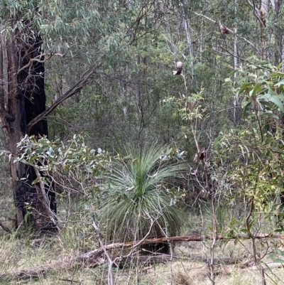 Xanthorrhoea glauca subsp. angustifolia (Grey Grass-tree) at Paddys River, ACT - 5 Aug 2023 by Tapirlord