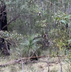 Xanthorrhoea glauca subsp. angustifolia at Paddys River, ACT - 5 Aug 2023