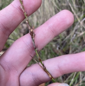 Lepidosperma laterale at Paddys River, ACT - 5 Aug 2023 12:57 PM