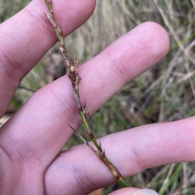 Lepidosperma laterale (Variable Sword Sedge) at Paddys River, ACT - 5 Aug 2023 by Tapirlord