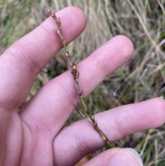 Lepidosperma laterale at Paddys River, ACT - 5 Aug 2023 12:57 PM