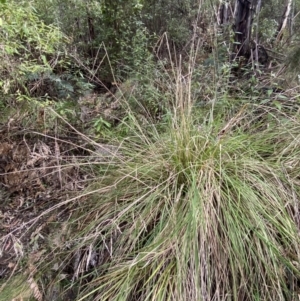 Poa helmsii at Paddys River, ACT - 5 Aug 2023 12:56 PM