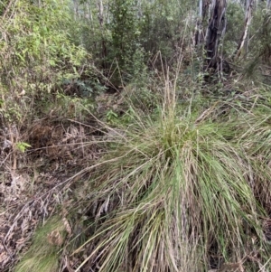 Poa helmsii at Paddys River, ACT - 5 Aug 2023