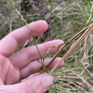 Comesperma volubile at Paddys River, ACT - 5 Aug 2023