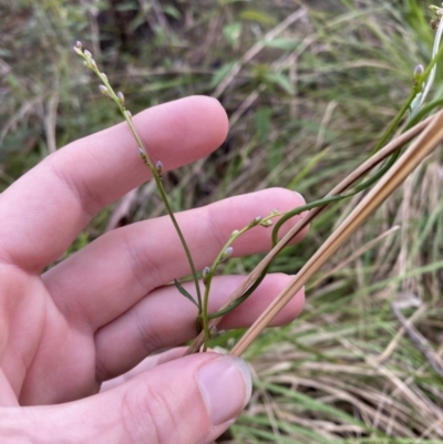 Comesperma volubile (Love Creeper) at Tidbinbilla Nature Reserve - 5 Aug 2023 by Tapirlord