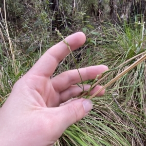 Comesperma volubile at Paddys River, ACT - 5 Aug 2023