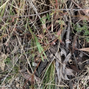 Hypericum gramineum at Paddys River, ACT - 5 Aug 2023