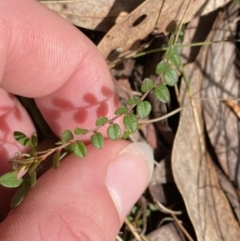 Bossiaea buxifolia at Paddys River, ACT - 5 Aug 2023