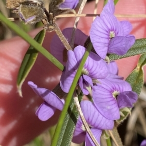 Hovea heterophylla at Paddys River, ACT - 5 Aug 2023 12:53 PM