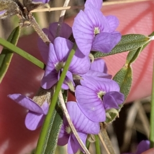 Hovea heterophylla at Paddys River, ACT - 5 Aug 2023