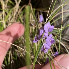 Hovea heterophylla at Paddys River, ACT - 5 Aug 2023