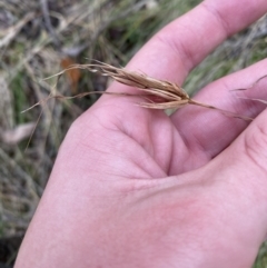 Themeda triandra (Kangaroo Grass) at Paddys River, ACT - 5 Aug 2023 by Tapirlord