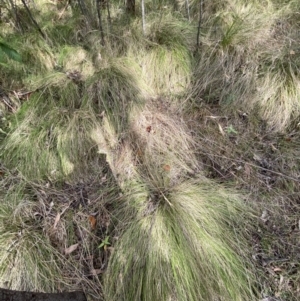 Themeda triandra at Paddys River, ACT - 5 Aug 2023 12:52 PM