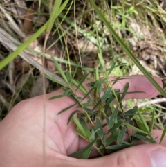 Pimelea treyvaudii (Grey Riceflower) at Paddys River, ACT - 5 Aug 2023 by Tapirlord