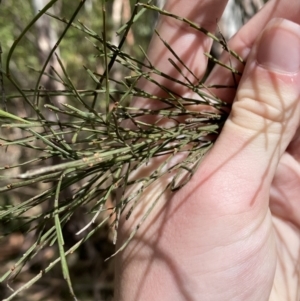 Exocarpos strictus at Paddys River, ACT - 5 Aug 2023