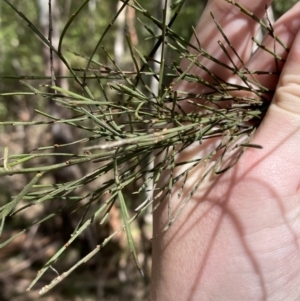 Exocarpos strictus at Paddys River, ACT - 5 Aug 2023