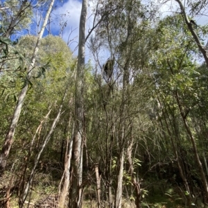 Exocarpos strictus at Paddys River, ACT - 5 Aug 2023