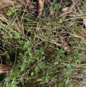 Gonocarpus tetragynus at Paddys River, ACT - 5 Aug 2023