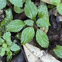 Australina pusilla subsp. muelleri (Small Shade Nettle) at Paddys River, ACT - 5 Aug 2023 by Tapirlord