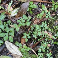 Australina pusilla subsp. muelleri at Paddys River, ACT - 5 Aug 2023 12:37 PM