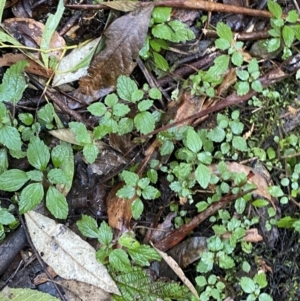 Australina pusilla subsp. muelleri at Paddys River, ACT - 5 Aug 2023 12:37 PM