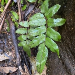 Blechnum wattsii at Paddys River, ACT - 5 Aug 2023