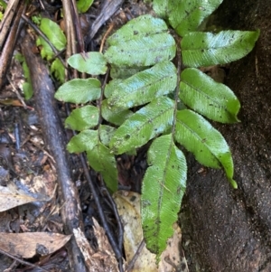 Blechnum wattsii at Paddys River, ACT - 5 Aug 2023 12:37 PM