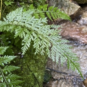 Asplenium gracillimum at Paddys River, ACT - 5 Aug 2023