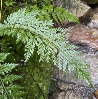 Asplenium gracillimum (Mother Spleenwort) at Tidbinbilla Nature Reserve - 5 Aug 2023 by Tapirlord
