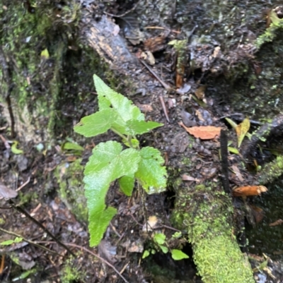 Gynatrix pulchella (Hemp Bush) at Tidbinbilla Nature Reserve - 5 Aug 2023 by Tapirlord