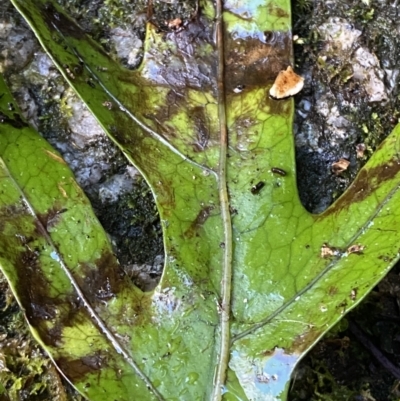 Zealandia pustulata subsp. pustulata (Kangaroo Fern) at Paddys River, ACT - 5 Aug 2023 by Tapirlord