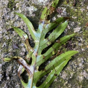 Zealandia pustulata subsp. pustulata at Paddys River, ACT - 5 Aug 2023 12:31 PM