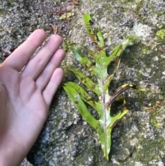 Zealandia pustulata subsp. pustulata at Paddys River, ACT - 5 Aug 2023 12:31 PM