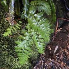 Asplenium gracillimum (Mother Spleenwort) at Tidbinbilla Nature Reserve - 5 Aug 2023 by Tapirlord