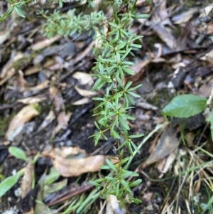 Kunzea peduncularis at Paddys River, ACT - 5 Aug 2023