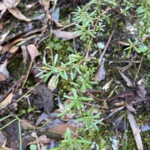 Kunzea peduncularis at Paddys River, ACT - 5 Aug 2023