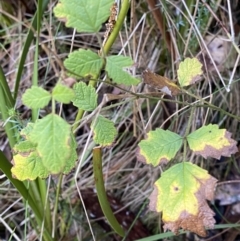 Rubus parvifolius (Native Raspberry) at Paddys River, ACT - 5 Aug 2023 by Tapirlord