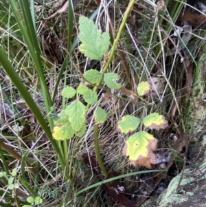 Rubus parvifolius at Paddys River, ACT - 5 Aug 2023 12:26 PM