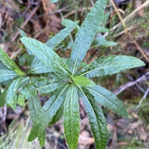 Senecio linearifolius var. latifolius at Paddys River, ACT - 5 Aug 2023