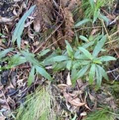 Senecio linearifolius var. latifolius at Paddys River, ACT - 5 Aug 2023 12:25 PM