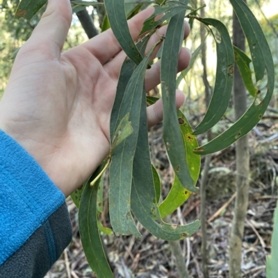Acacia falciformis (Broad-leaved Hickory) at Paddys River, ACT - 5 Aug 2023 by Tapirlord