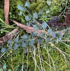 Asplenium flabellifolium (Necklace Fern) at Tidbinbilla Nature Reserve - 5 Aug 2023 by Tapirlord