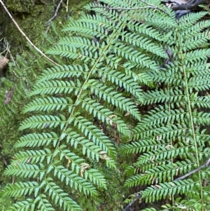 Polystichum proliferum at Paddys River, ACT - 5 Aug 2023