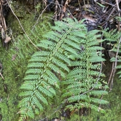 Polystichum proliferum at Paddys River, ACT - 5 Aug 2023