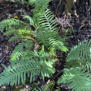 Blechnum nudum at Paddys River, ACT - 5 Aug 2023