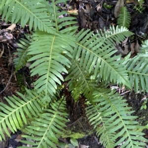 Blechnum nudum at Paddys River, ACT - 5 Aug 2023 12:17 PM