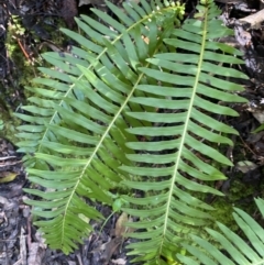 Blechnum nudum at Paddys River, ACT - 5 Aug 2023 12:17 PM