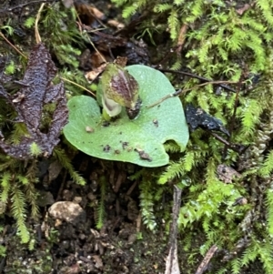 Corysanthes grumula at suppressed - 5 Aug 2023