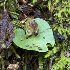 Corysanthes grumula at suppressed - 5 Aug 2023